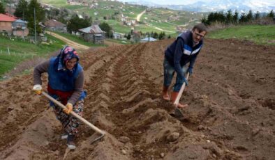 2 bin rakımlı yaylada patatesler toprakla buluştu