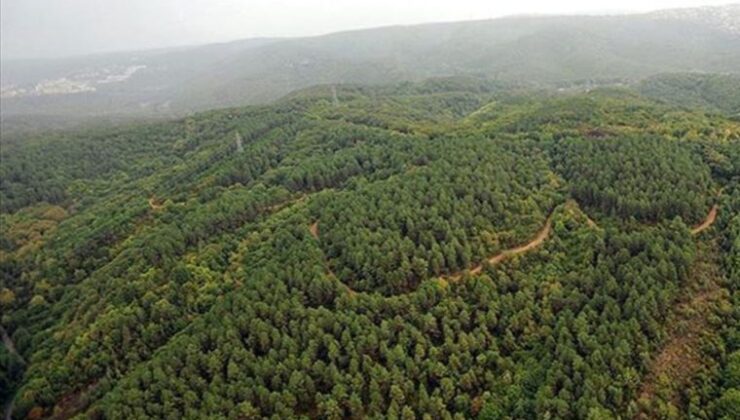 Hatay’da ormanlık alanlara giriş yasaklandı