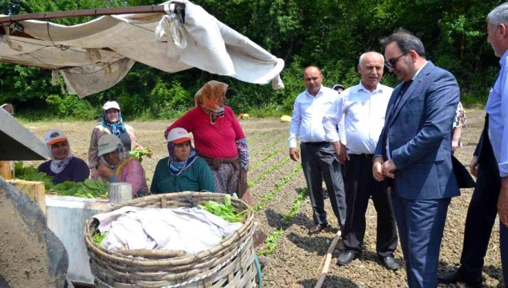 Bafra’da tütün fideleri toprakla buluştu