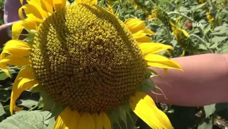 Bafra’da ayçiçeği tarlalarında tırtıl görüldü