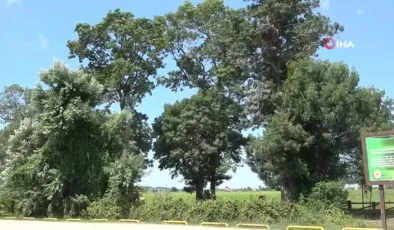 Samsun’da Yavru leylekler uçmaya hazırlanıyor