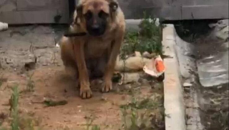 Arbedede bekçiyi ısıran köpeğe 2 gün gözaltı