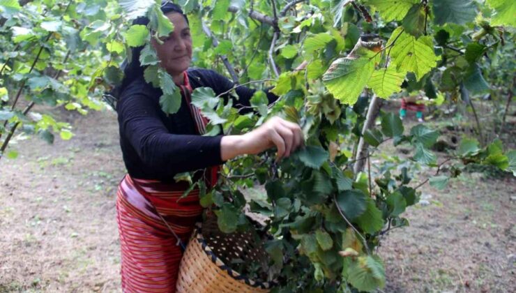 Fındıkta randıman ve kalite için hasat uyarısı