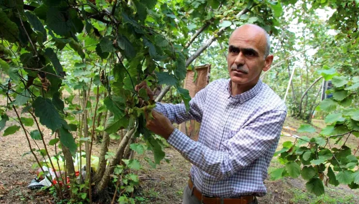 Giresun Ziraat Odası’ndan fındık üreticilerine hasat ve emanet uyarısı