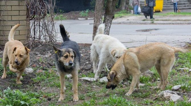 Havrita tartışması büyüyor: Köpekler öldürülüyor mu?