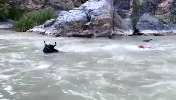 Tonluk boğasıyla Çoruh Nehri’ni yüzerek karşıdan karşıya geçti