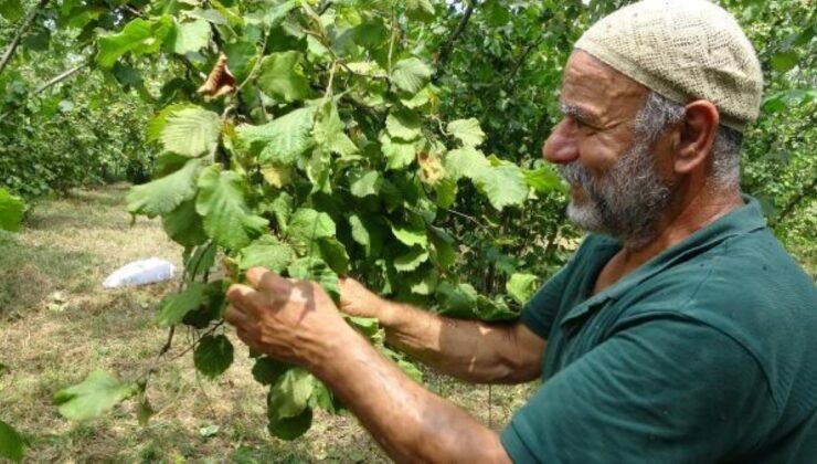 TRABZON’DA ERKEN FINDIK HASADI