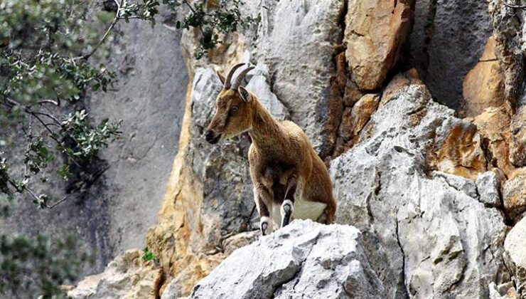 Kaçak yaban keçisi avcılarına 500 bin TL ceza