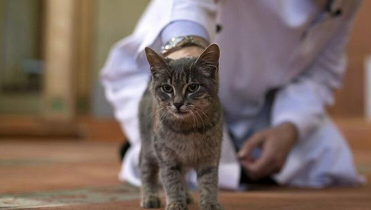 Kedi beslemek sünnet mi? Kedi beslemenin faydaları!