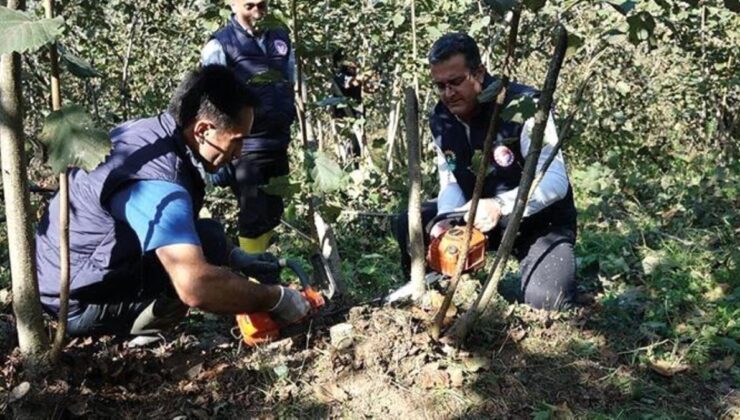 Yılmaz: “Fındıkta verimi arttırmak için budama işlemlerine başlanmalı”