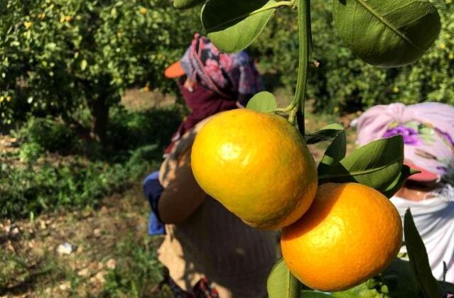 Yaş meyve sebze sektöründen Asya çıkarması