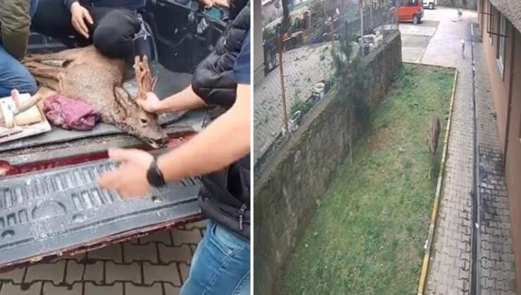 Artvin’de köpeklerin kovaladığı karacayı site sakinleri çarşafla kurtardı!