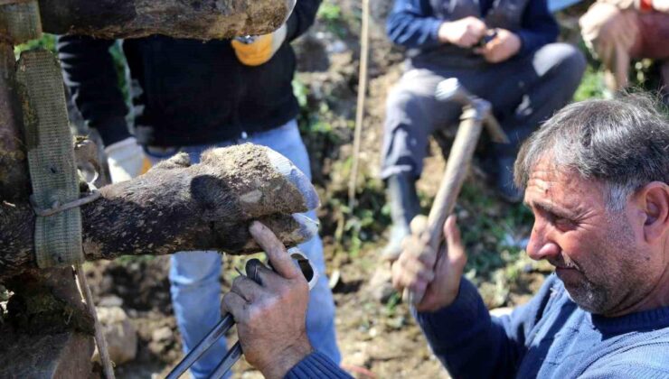 Boğalara güreş öncesi tırnak bakımı