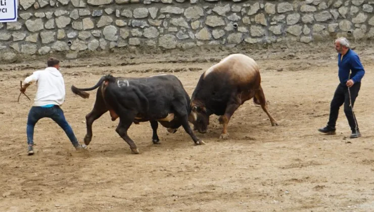 Rize’de boğa güreşi renkli görüntülere sahne oldu