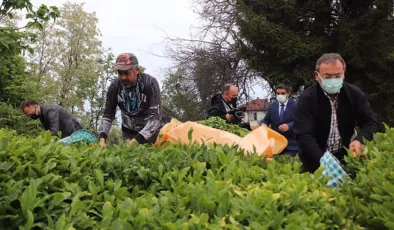 ÇAYKUR, yaş çay bedellerini üreticilerin hesaplarına aktardı