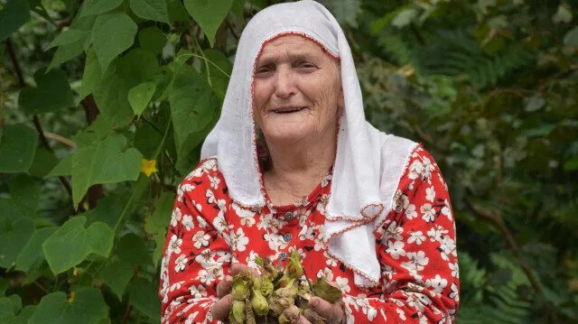 Trabzon Ordu ve Giresun’da fındık hasadı başladı