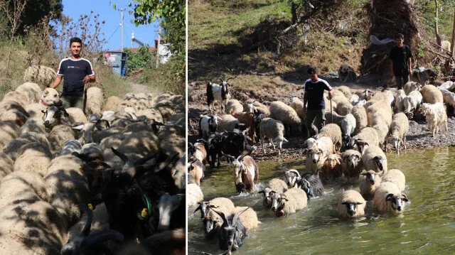 İş stresinden kaçıp köyünün yolunu tuttu: Şimdi 70 koyun ve 50 keçiye bakıyor