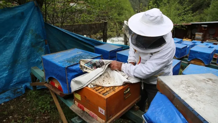 Rize’de coğrafi işaret tescilli Ayder balında üretim 2 tona ulaştı