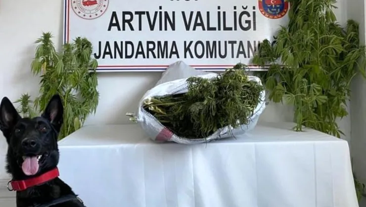 Artvin’de Uyuşturucu Operasyonunda 3 Kök Hint Keneviri ve 7 Kilo 400 Gram Esrar Ele Geçirildi