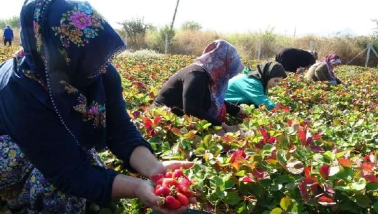 Malatyalı kadın girişimcilerden son hasat: Kilosu 50 lira, siparişlere yetişemiyorlar