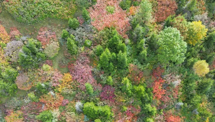 Sonbaharın güzelliği Giresun yaylalarında dronla görüntülendi