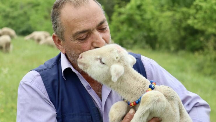 20 günlük kuzu sahibinin peşinden ayrılmıyor