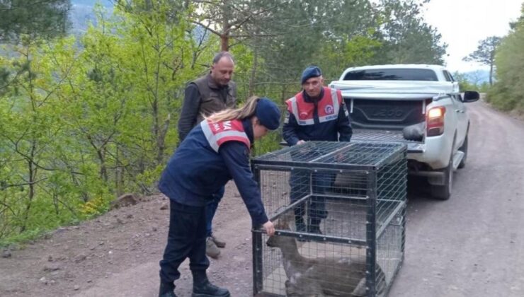 Artvin’de yaralı karaca, tedavi edilip doğaya bırakıldı