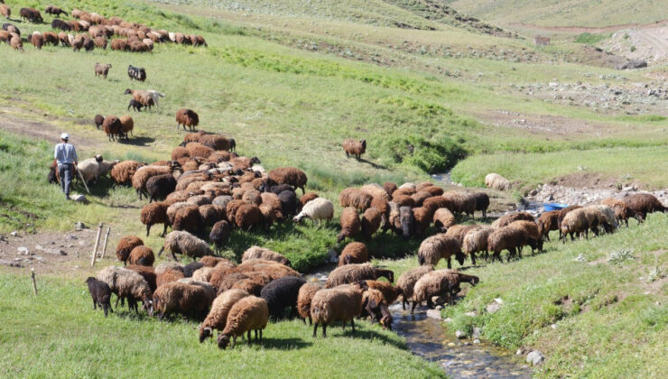 Erzurum’da hayvancılık geriliyor: 3. sıraya düştü