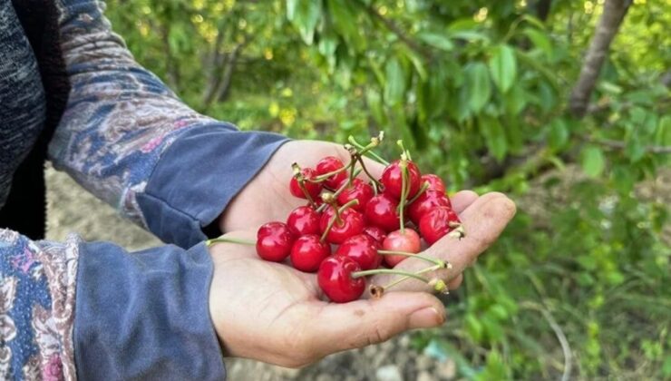 Manisa’da sezonun ilk kiraz hasadı yapıldı! Kilosu 2 bin liradan satıldı