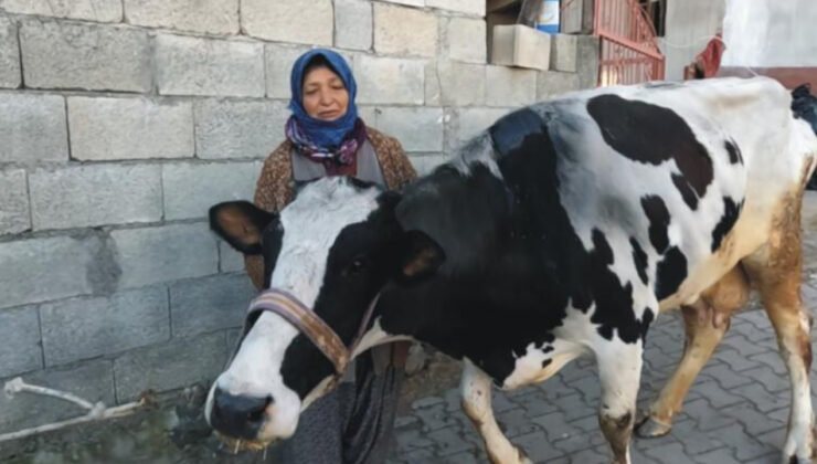 Türkiye’nin hayvan varlığı azaldı